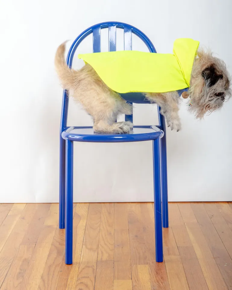 Action Jacket Dog Pull-On Raincoat in Safety Yellow + Blue (Made in NYC)