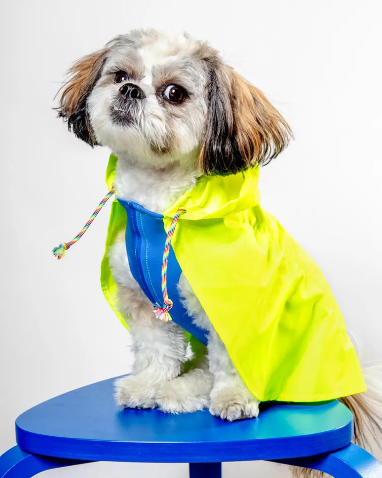 Action Jacket Dog Pull-On Raincoat in Safety Yellow + Blue (Made in NYC)