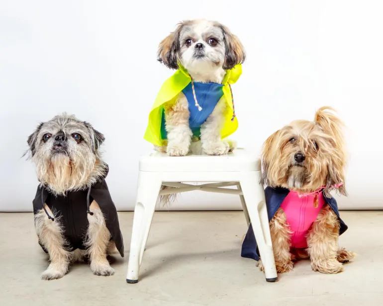 Action Jacket Dog Pull-On Raincoat in Safety Yellow + Blue (Made in NYC)