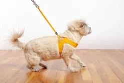 Adjustable Easy Dog Harness in Yellow (Dog & Co. X Charlie's Backyard Exclusive)