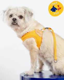 Adjustable Easy Dog Harness in Yellow (Dog & Co. X Charlie's Backyard Exclusive)