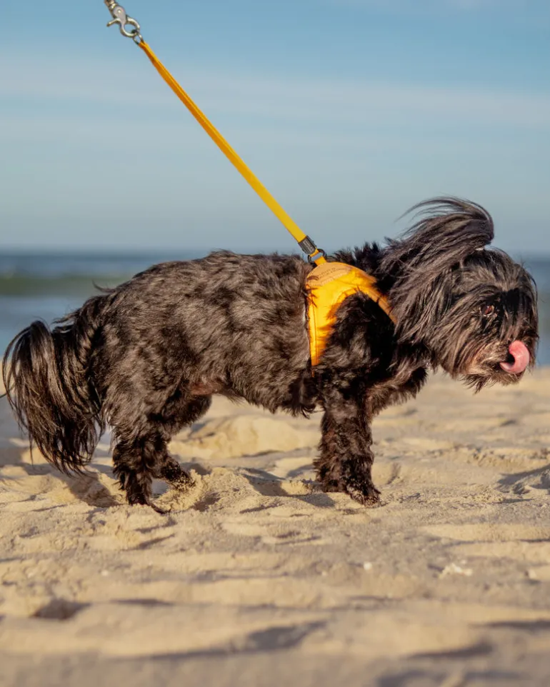 Adjustable Easy Dog Harness in Yellow (Dog & Co. X Charlie's Backyard Exclusive)