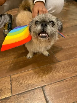 Adjustable Tie-On Rainbow Dog Wings