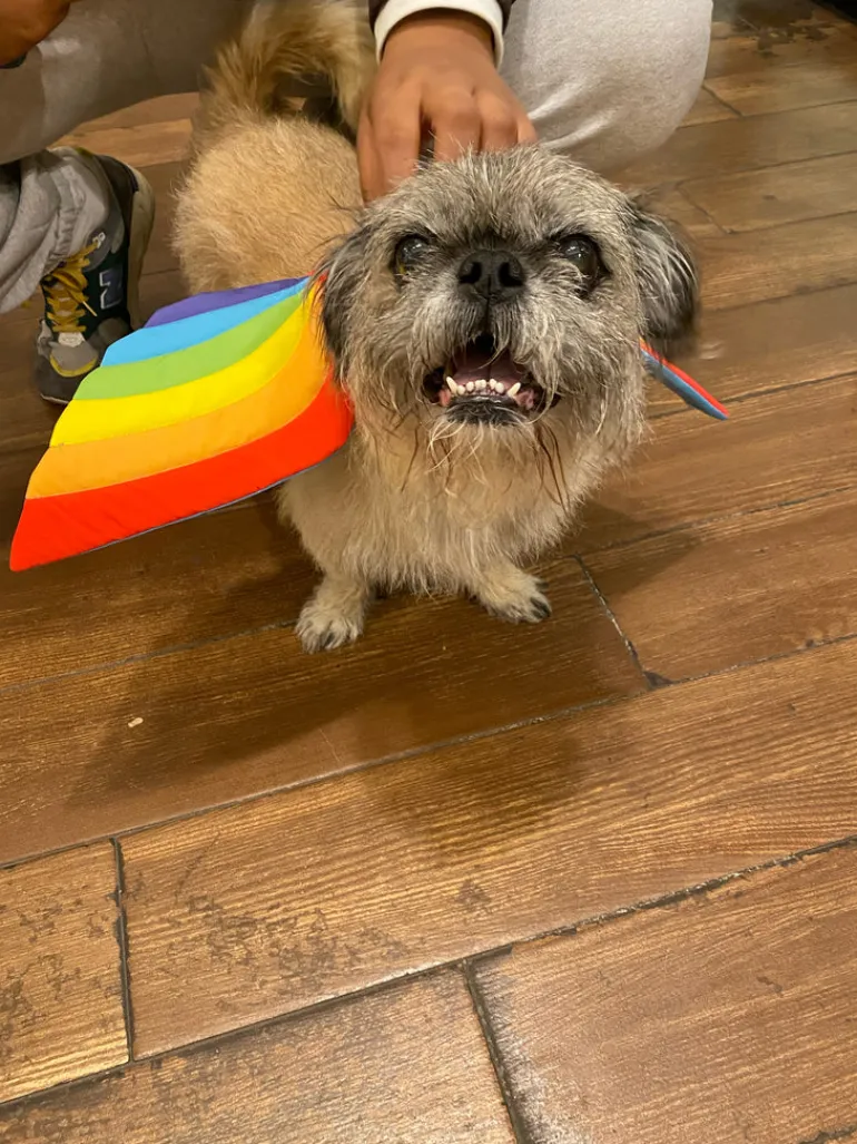 Adjustable Tie-On Rainbow Dog Wings