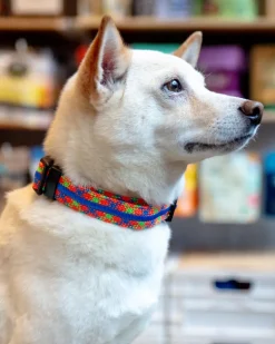 Adventure Dog Collar in Daybreak (Made in the USA)
