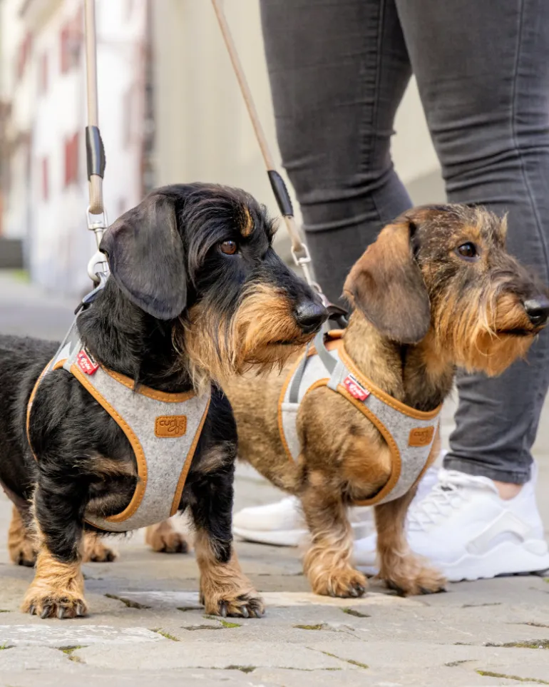 Alpine Clasp Dog Harness