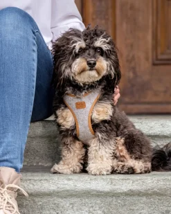 Alpine Clasp Dog Harness