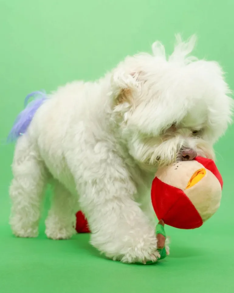 Apple Nosework Dog Toy