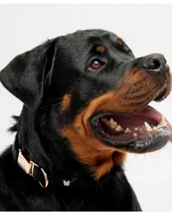 Aquafleece Water Repellant Dog Collar in Black (FINAL SALE)