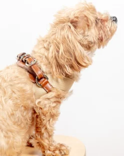 Aria Textile Dog Harness in Natural + Tobacco (Made in Italy)