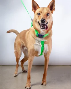 A Walk in the Park Dog Collar in Neon Green (Made in the USA)