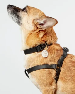 A Walk in the Park Dog Collar in Black (Made in the USA)