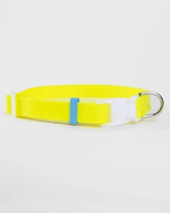 A Walk in the Park Dog Collar in Neon Yellow (Made in the USA) (FINAL SALE)