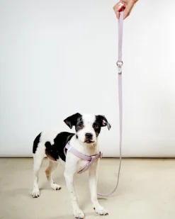 A Walk in the Park Dog Leash in Black (Made in the USA)