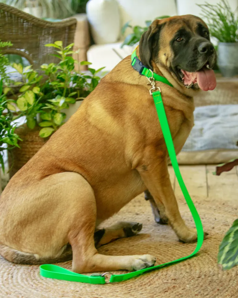 A Walk in the Park Dog Leash (Made in the USA)