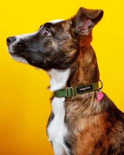 BEST FRIENDS Collar Charms for Dogs