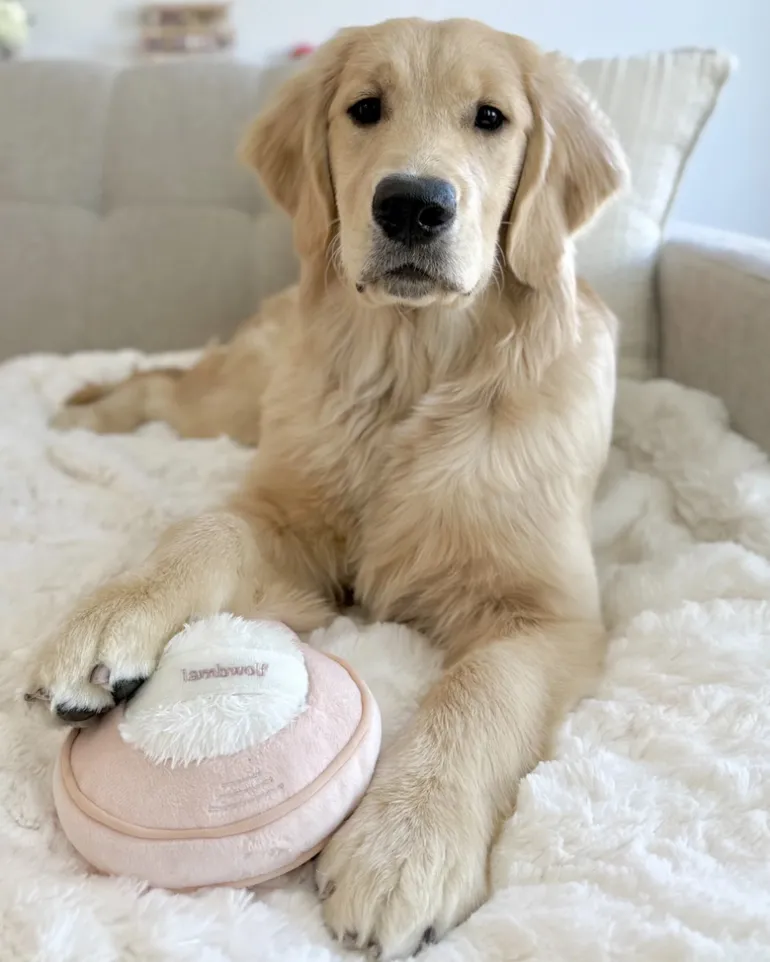 Blush Burrow + Snuffle Dog Toy