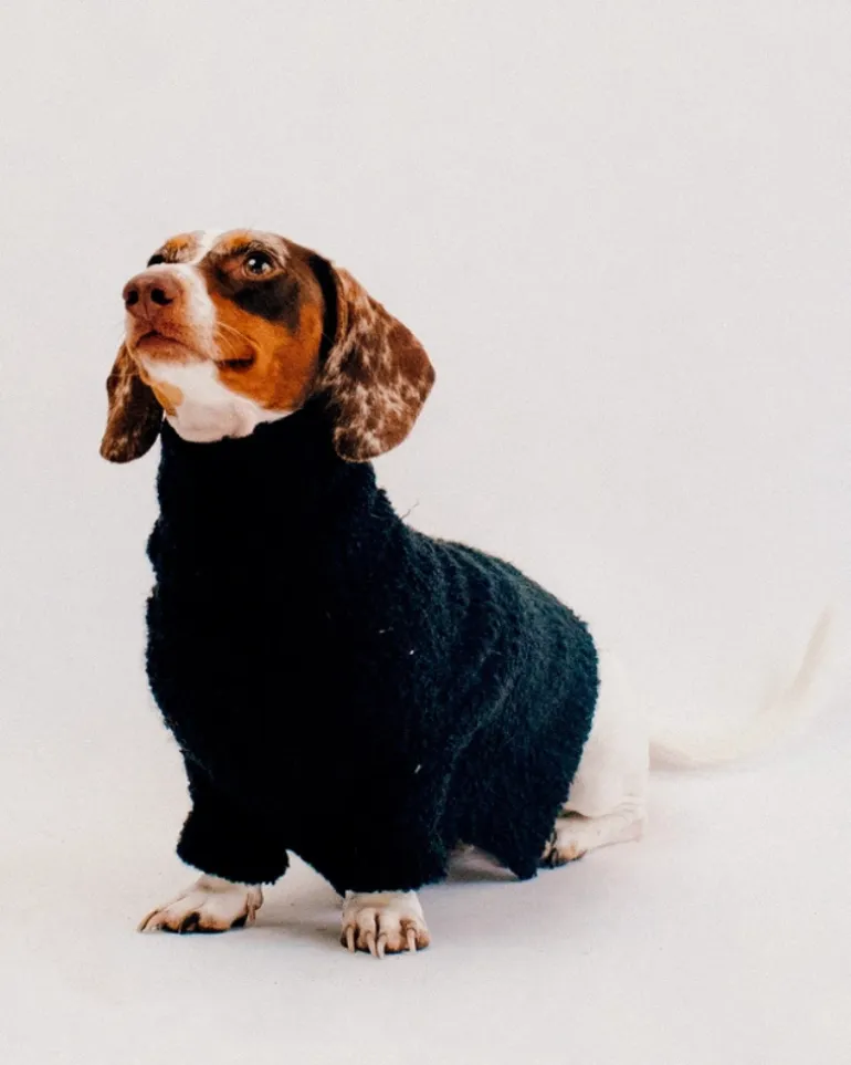 Boucle Dog Sweater in Black (FINAL SALE)