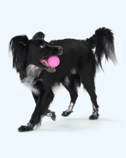 Boundr™ Squishy Dog Ball (2-Pack)
