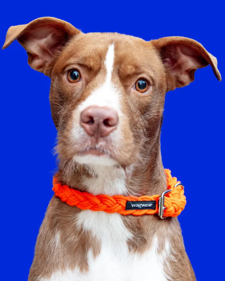 Braided Fisherman Dog Collar in Orange (Made in the USA)