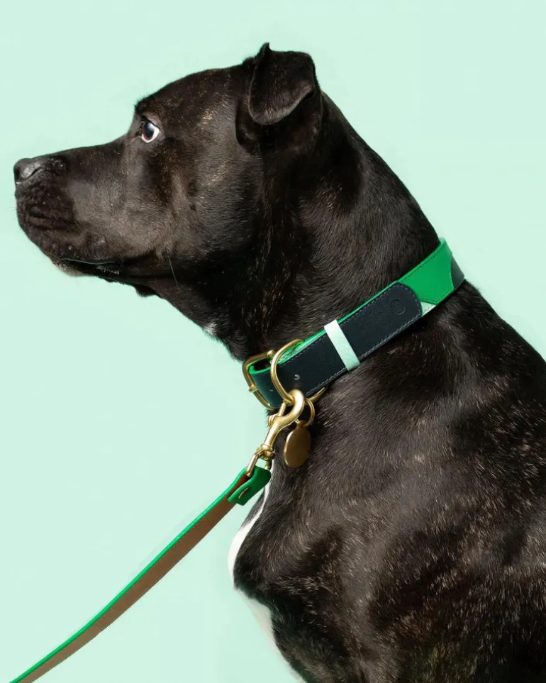Brave Leather Dog Collar (Made in Guatemala) (FINAL SALE)