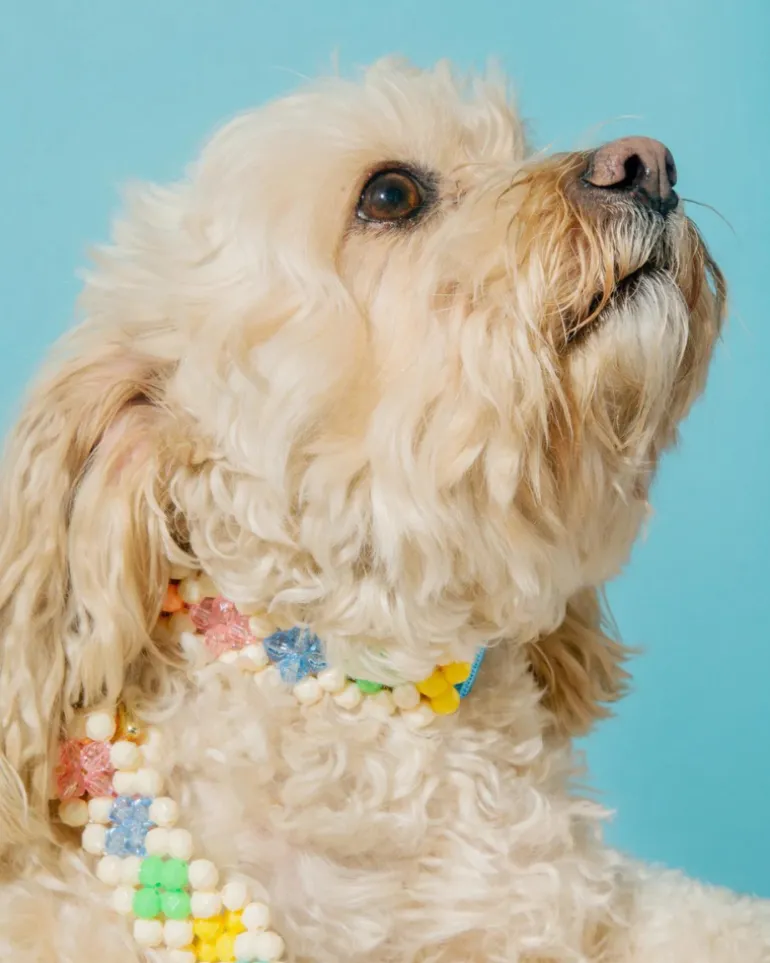 Broadway Beaded Dog Collar in Matinee (Made in the USA)