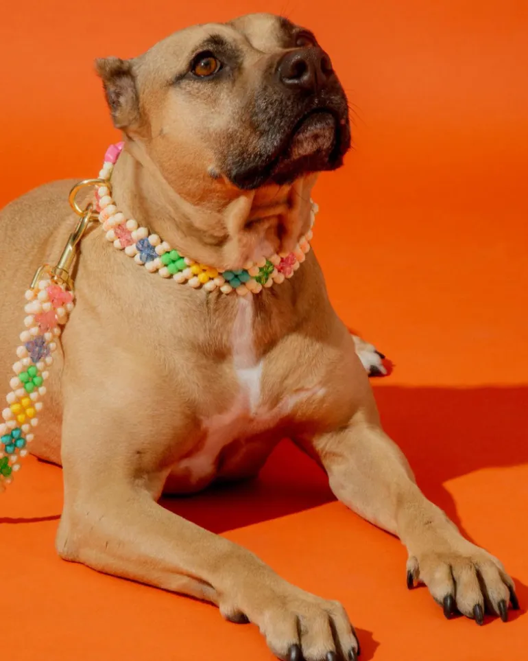 Broadway Beaded Dog Collar in Matinee (Made in the USA)
