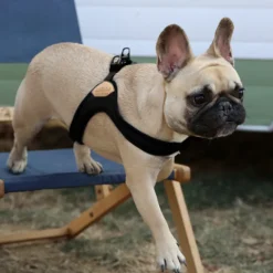 Buckle Up Easy Dog Harness in Black