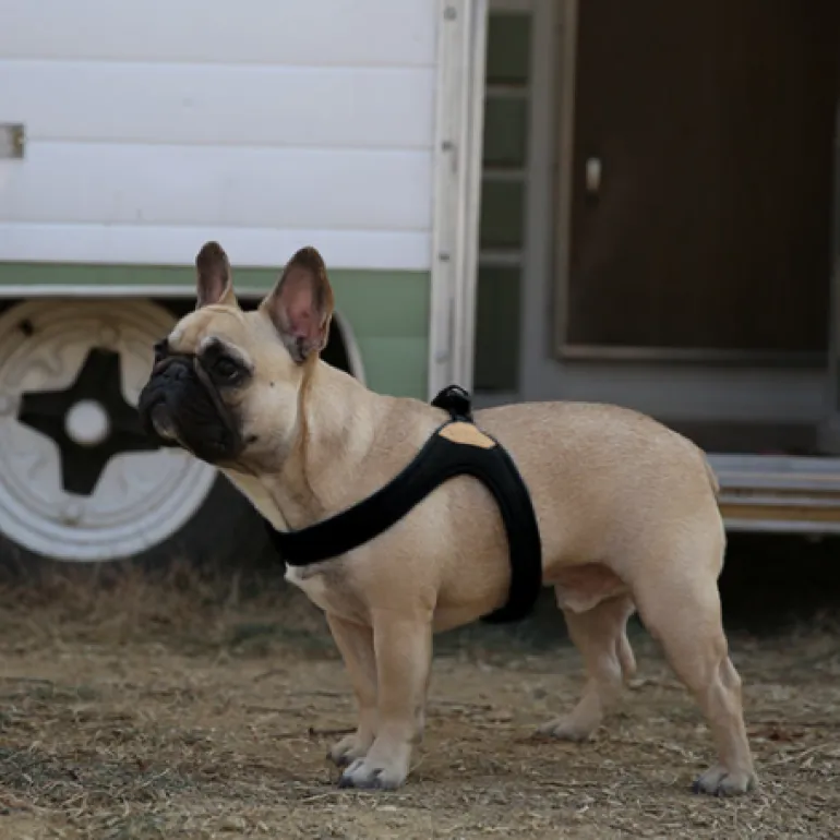Buckle Up Easy Dog Harness in Black