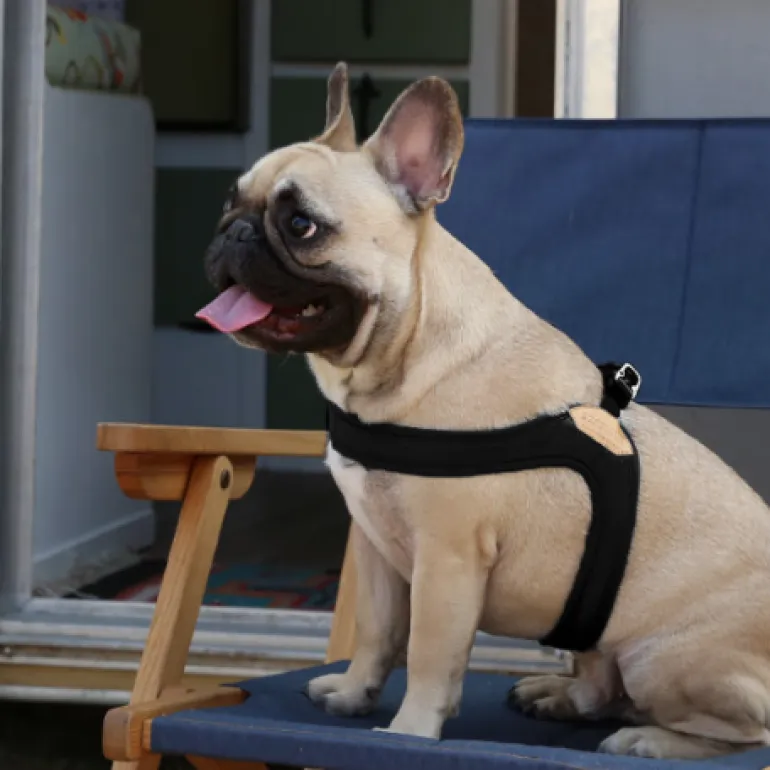 Buckle Up Easy Dog Harness in Black
