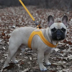 Buckle Up Easy Dog Harness in Yellow