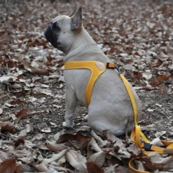 Buckle Up Easy Dog Harness in Yellow