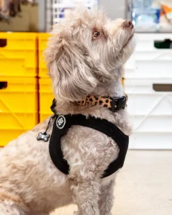 Buddy Belt Sport Harness for Dogs in Black