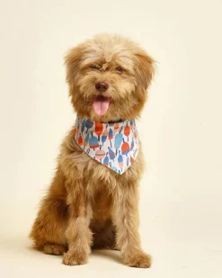 Buoy Dog Bandana