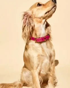 Butter Leather Dog Collar in Flamingo (Made in Austria)