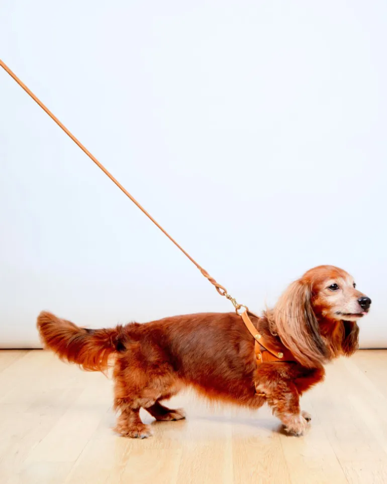Butter Leather Dog Harness in Sahara Cognac (Made in Austria)