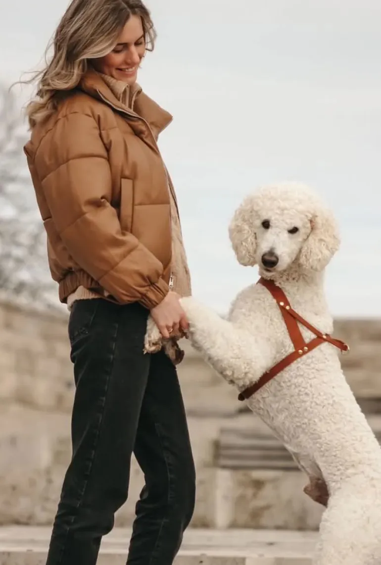 Butter Leather Dog Harness in Sahara Cognac (Made in Austria)