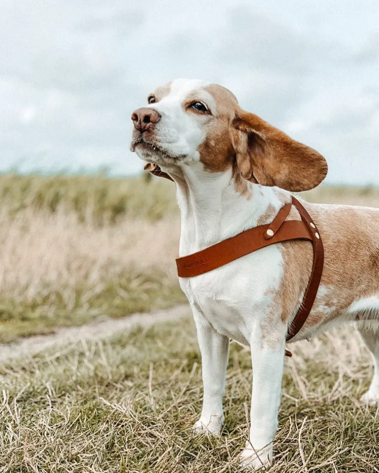Butter Leather Dog Harness in Sahara Cognac (Made in Austria)