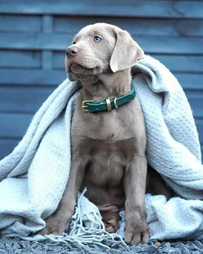 Butter Leather Dog Leash in Forest Green (Made in Austria)