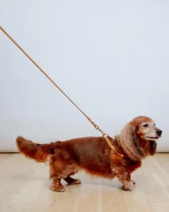 Butter Leather Dog Leash in Sahara Cognac (Made in Austria)