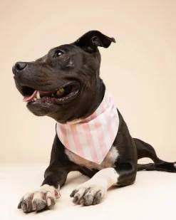Cabana Blush Pink Dog Bandana