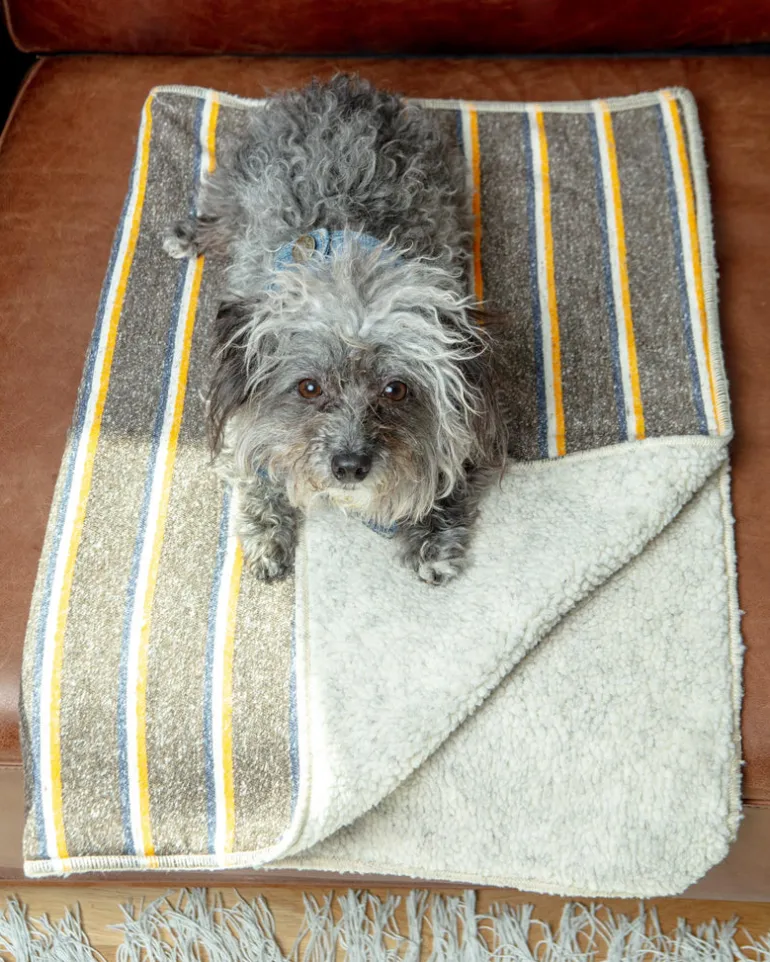 Campus Stripe Dog Blanket (Made in the USA)
