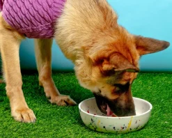 Ceramic Pet Bowl in Confetti (Made in the USA)