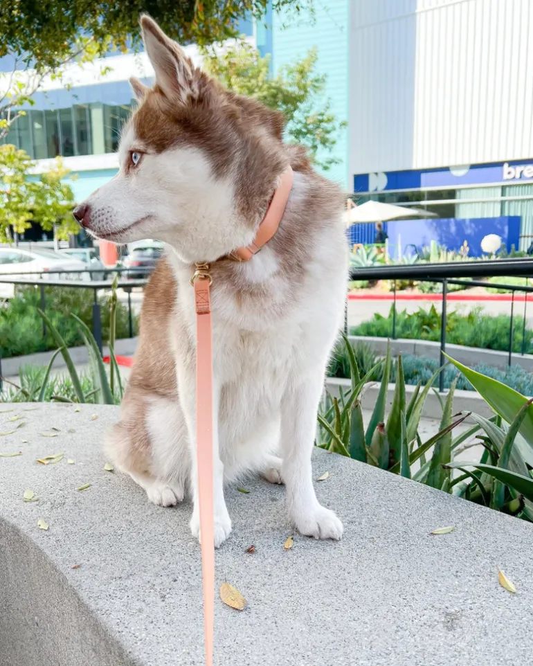 Chai Brown Cloud Lite Dog Harness
