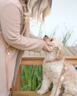 Chai Brown Waterproof Dog Collar