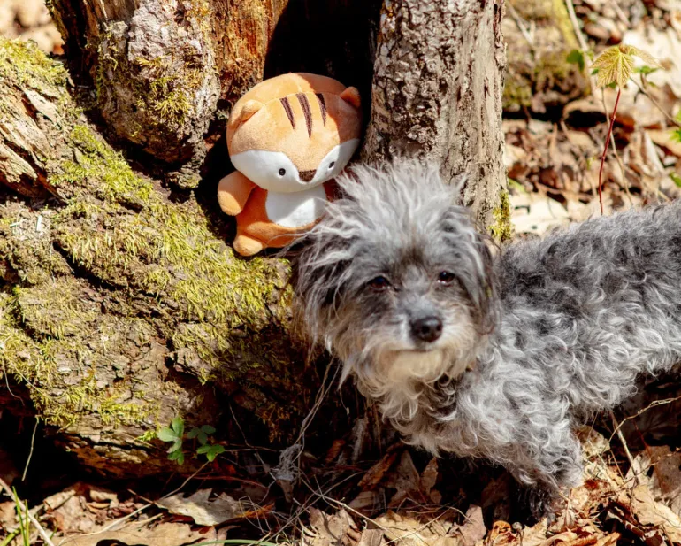 Chipmunk Marshmallow Squisher Squeaky Plush Dog Toy