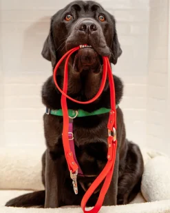 City Leash in Real Red (Made in the USA)