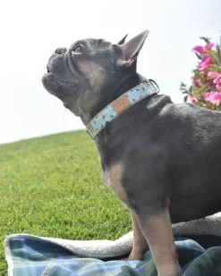 Clementine Dog Collar (Made in the USA)