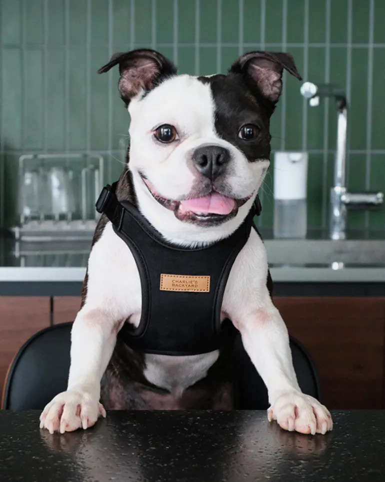 Comfort Dog Harness in Black