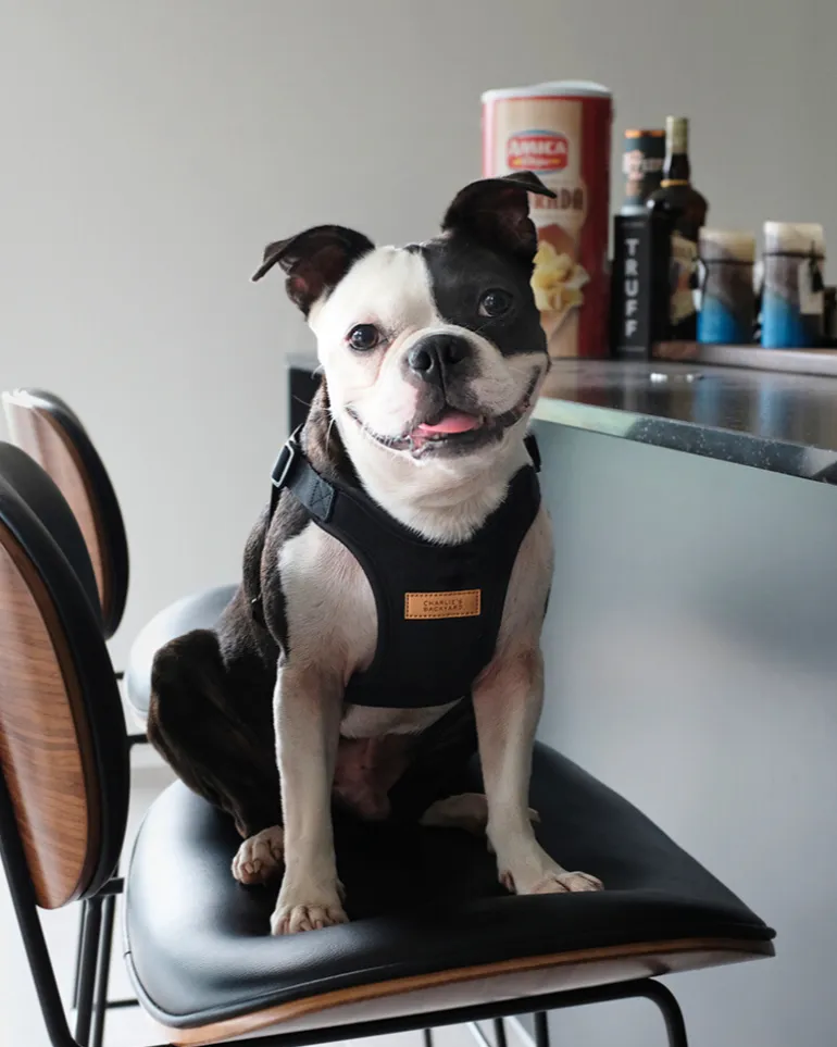 Comfort Dog Harness in Black